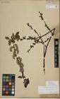 Foto von Salix myrsinifolia Salisb.